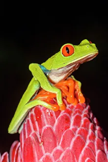 Biodiversity Prints: Red-Eyed Tree Frog (Agalychnis callidryas). Captive, Frogs Heaven, Limon, Costa Rica