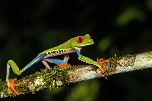 Biodiversity Prints: Red-Eyed Tree Frog (Agalychnis callidryas). Captive, Frogs Heaven, Limon, Costa Rica