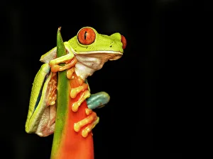 Neotropics Prints: Red-eyed Tree Frog (Agalychnis callidryas), Boca Tapada, Costa Rica