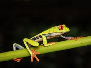 Neotropics Prints: Red-eyed Tree Frog (Agalychnis callidryas), Boca Tapada, Costa Rica