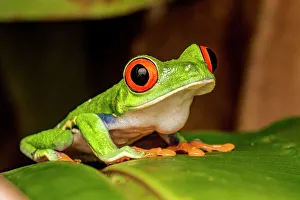Neotropics Prints: Red-eyed Tree Frog (Agalychnis callidryas), Costa Rica