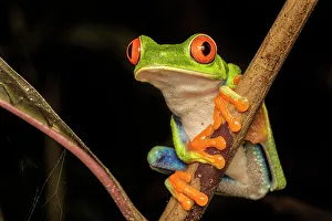 Neotropics Prints: Red-eyed Tree Frog (Agalychnis callidryas), Costa Rica
