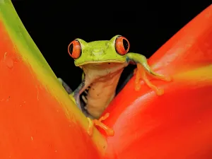 Frogs Prints: Red-eyed Tree Frog (Agalychnis callidryas), Boca Tapada, Alajuela Province, Costa Rica