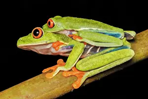 Neotropics Prints: Red-eyed Tree Frog (Agalychnis callidryas) in amplexus, Boca Tapada, Costa Rica