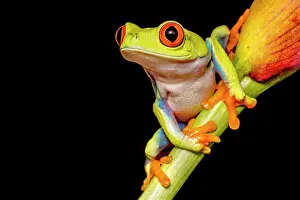 Red Eyed Tree Frogs Prints: Red-eyed Tree Frog (Agalychnis callidryas) - captive, Ontario, Canada