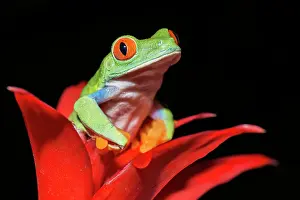 Treefrog Prints: Red-eyed Tree Frog (Agalychnis callidryas) - captive bred