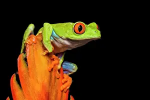 Red-eyed Tree Frog (Agalychnis callidryas) - captive bred