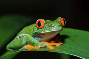 Tree Frogs Prints: Red-eyed Tree Frog (Agalychnis callidryas) - captive bred