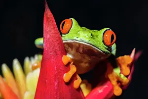 Tree Frogs Prints: Red-eyed Tree Frog (Agalychnis callidryas) - captive bred