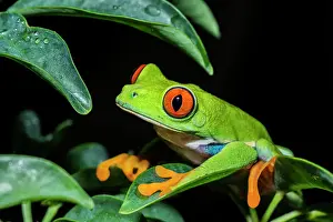 Tree Frogs Prints: Red-eyed Tree Frog (Agalychnis callidryas) - captive bred