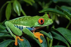 Tree Frogs Prints: Red-eyed Tree Frog (Agalychnis callidryas) - captive bred