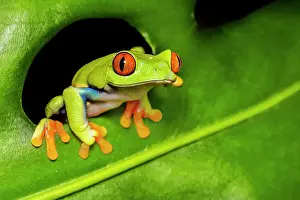 Tree Frogs Prints: Red-eyed Tree Frog (Agalychnis callidryas) - captive bred