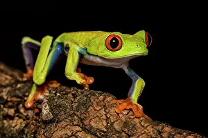 Tree Frogs Prints: Red-eyed Tree Frog (Agalychnis callidryas) - captive bred