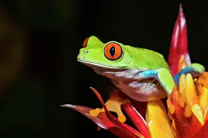 Tree Frogs Prints: Red-eyed Tree Frog (Agalychnis callidryas) - captive bred