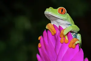 Tree Frogs Prints: Red-eyed Tree Frog (Agalychnis callidryas) - captive bred