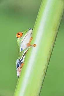 Cute Gallery: Red-eyed Treefrog (Agalychins callydrias) climbing green stem, Costa Rica