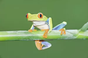 Images Dated 18th December 2020: Red-eyed Treefrog (Agalychins callydrias) on green stem, Costa Rica