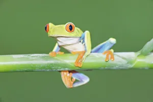 Images Dated 18th December 2020: Red-eyed Treefrog (Agalychins callydrias) on green stem, Costa Rica