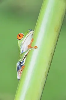 Tropical Climate Prints: Red-eyed Treefrog (Agalychins callydrias) climbing green stem, Costa Rica