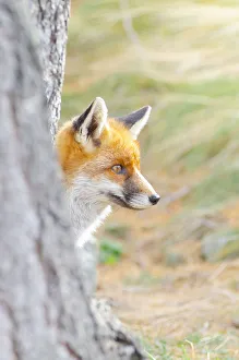 Orco Valley Prints: Red fox in autumn, Valle dell Orco, Gran Paradiso National Park, Graian alps