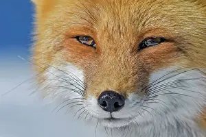 Foxes Prints: Red Fox (Vulpes vulpes), Algonquin Provincial Park, Ontario