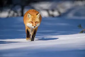 Small Mammals Prints: Red fox (Vulpes vulpes). Algonquin Provincial Park, Ontario, Canada