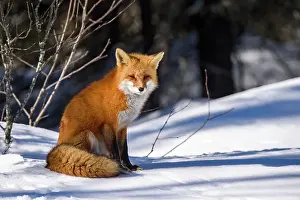 Predators Prints: Red fox (Vulpes vulpes). Algonquin Provincial Park, Ontario, Canada
