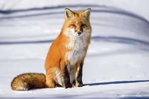 Predators Prints: Red fox (Vulpes vulpes). Algonquin Provincial Park, Ontario, Canada