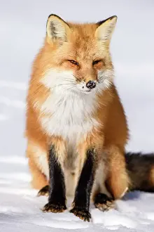 Predators Prints: Red fox (Vulpes vulpes). Algonquin Provincial Park, Ontario, Canada