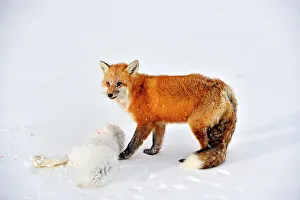 Hudson Bay Prints: Red fox (Vulpes vulpes). With arctic fox prey, Wapusk NP, Cape Churchill, Manitoba, Canada