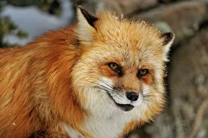 Red fox (Vulpes vulpes). Captive raised adult, Bozeman, Montana, USA