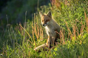 Treeless Prints: Red fox (Vulpes vulpes). Crow Head, Newfoundland and Labrador NL, Canada