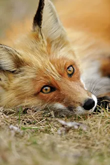 Sitting Prints: Red fox (Vulpes vulpes). Greater Sudbury, Ontario, Canada