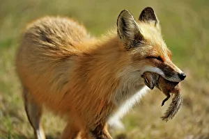 Canidae Prints: Red fox (Vulpes vulpes). Greater Sudbury, Ontario, Canada