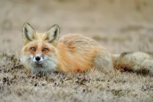 Curious Prints: Red fox (Vulpes vulpes). Greater Sudbury, Ontario, Canada