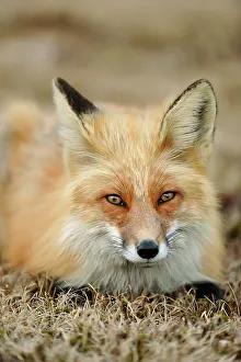 Curious Prints: Red fox (Vulpes vulpes). Greater Sudbury, Ontario, Canada