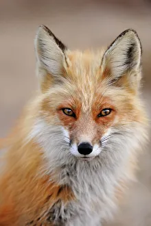 Curious Prints: Red fox (Vulpes vulpes). Greater Sudbury, Ontario, Canada