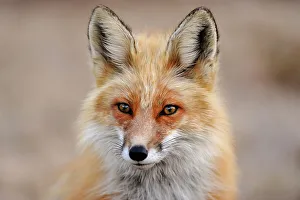 Curious Prints: Red fox (Vulpes vulpes). Greater Sudbury, Ontario, Canada