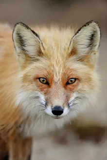 Curious Prints: Red fox (Vulpes vulpes). Greater Sudbury, Ontario, Canada