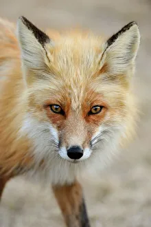 Curious Prints: Red fox (Vulpes vulpes). Greater Sudbury, Ontario, Canada