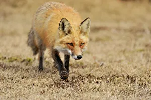 Curious Prints: Red fox (Vulpes vulpes). Greater Sudbury, Ontario, Canada