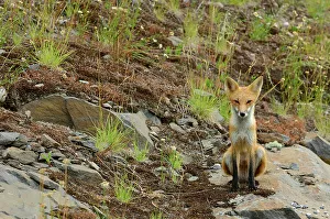 The red fox, Vulpes vulpes Killarney Provincial Park, Ontario, Canada