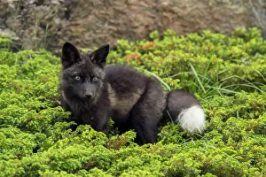 Red fox (Vulpes vulpes). Melanistic black morph, Fogo, Newfoundland and Labrador NL, Canada