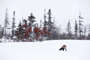 Vulpes Prints: Red fox (vulpes vulpes) in Northern Manitoba, Canada