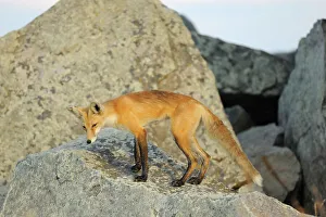 Canidae Prints: Red fox (Vulpes vulpes) Okotoks, Alberta, Canada