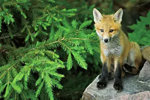 Canidae Prints: Red fox (Vulpes vulpes) pup near den Killarney Provincial Park, Ontario, Canada