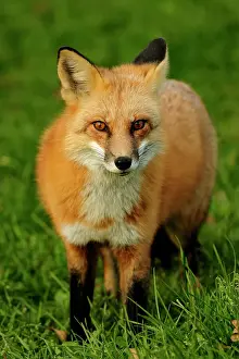 Looking At Camera Prints: Red fox (Vulpes vulpes) Tame cottage visitor in autumn, Wanup, Ontario, Canada