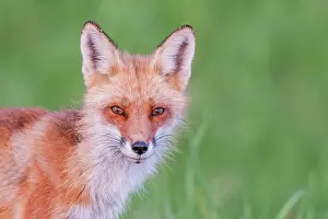 Thornton Prints: Red Fox (Vulpes vulpes), Thornton, Ontario, Canada