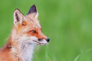Thornton Prints: Red Fox (Vulpes vulpes), Thornton, Ontario, Canada