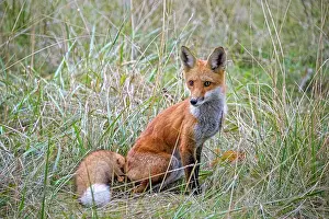 Thornton Prints: Red Fox (Vulpes vulpes), Thornton, Ontario, Canada